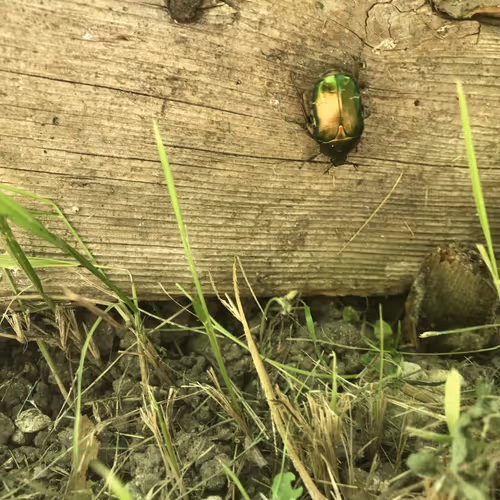 AUMBUG Collection