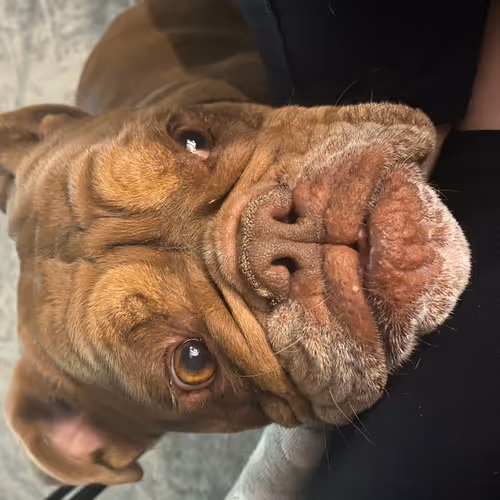 Aussie Bulldog Collection