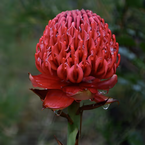 australian native beauty