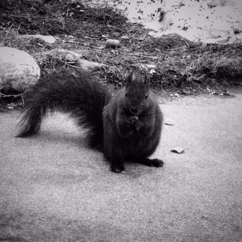 Authentic Real Squirrel Photos