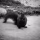 Authentic Real Squirrel Photos