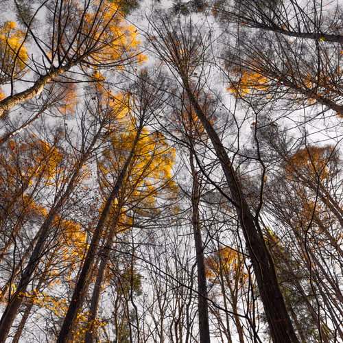 Autumn Canopy in the Forest