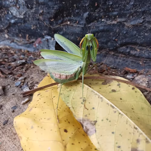 autumn praying mantis