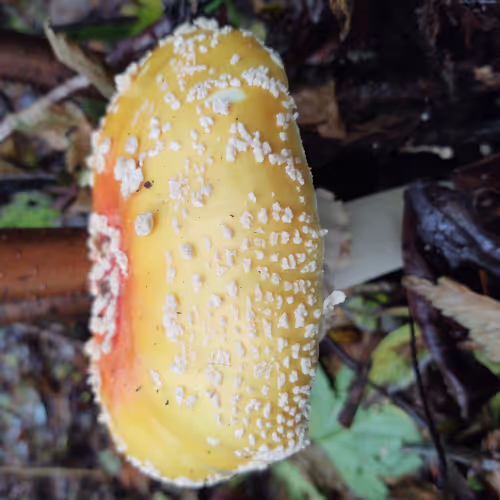 Shrooms! Fungi Collecting space.