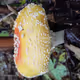 Shrooms! Fungi Collecting space.