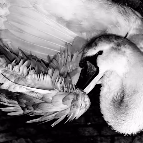 B&W PHOTOGRAPHY