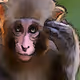 Baby Apes (Polygon Blockchain) - old