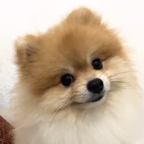 Baby Doge Collection Polygon