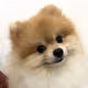 Baby Doge Collection Polygon