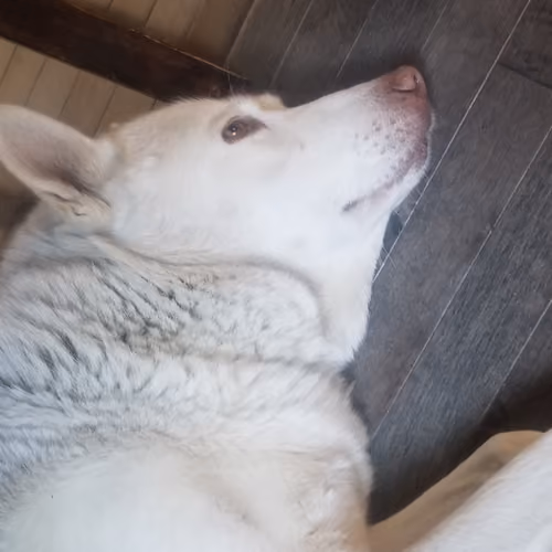 Baby the White Husky