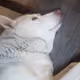 Baby the White Husky