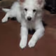 BabyZia