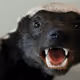 100% Badgerish