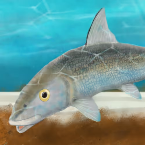 Bahamas Bonefish - old