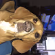 Bailey the dog