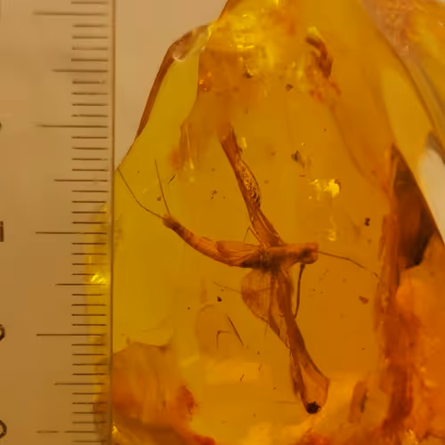 Baltik amber