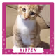 BambiTheCat