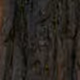 bark
