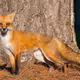 Barker Wildlife - Foxes