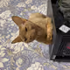 Barney devon rex