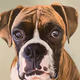 Basil the Boxer