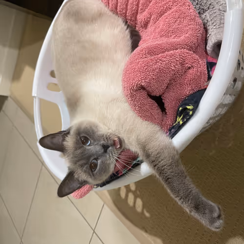 basket cat