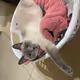 basket cat