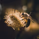 Bugs, Bees and Other Buzzy Creatures