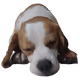 BeagIe Series - old