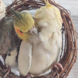 アイテム メディア プレースホルダー