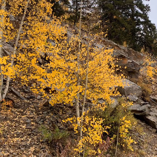 Beauties of the Mountains - old