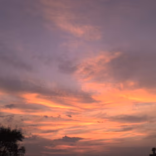 Beautiful Flower Photography