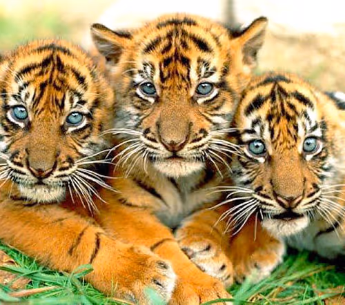 beautiful happy family