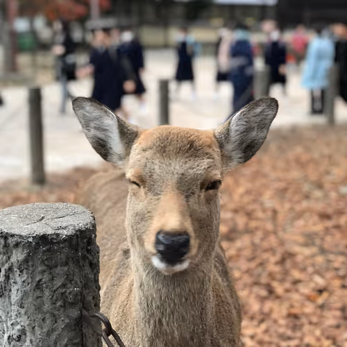 Beautiful Images of Japan