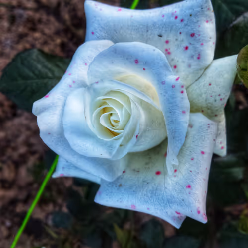 Beautiful Natural Photography