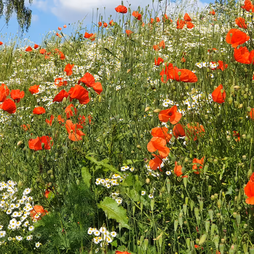 Beautiful Nature  in Belgium