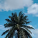 Beautiful Nature Of Africa