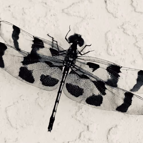 Beautiful Bug Life