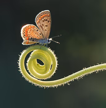Beautiful Butterflies in Nature - old