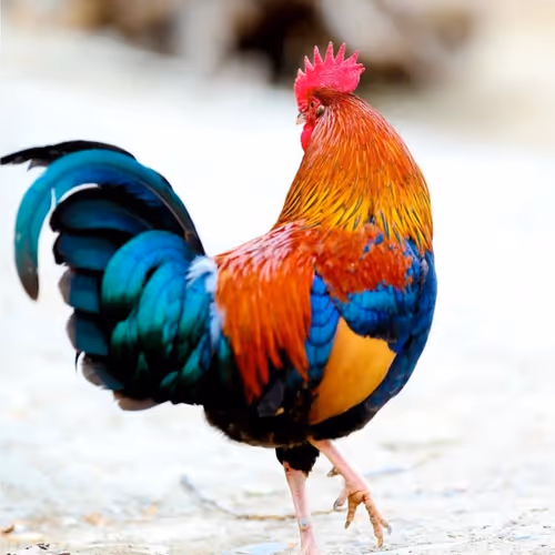 Beautiful-feathers V4