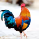 Beautiful-feathers V4