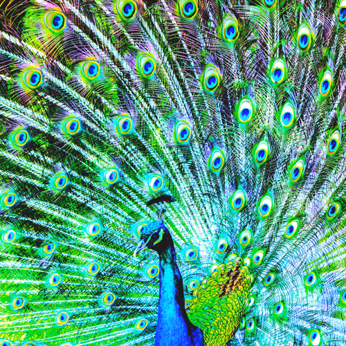 beautifullbirds