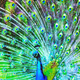 beautifullbirds