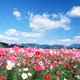 BeautufulNature
