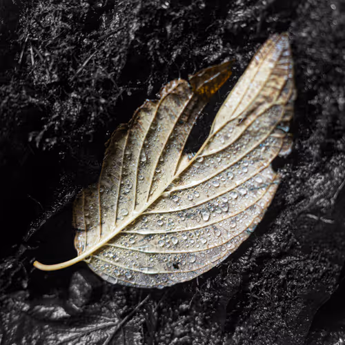 Beauty in the Small