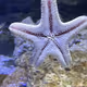 japanseaanimal