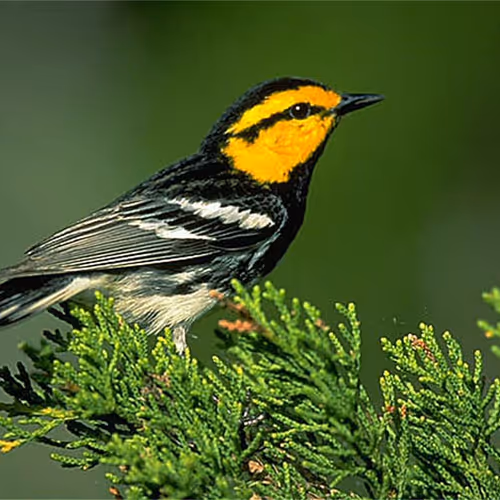 Beauty of the animal - old