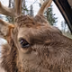Beauty of the Wildlife - old
