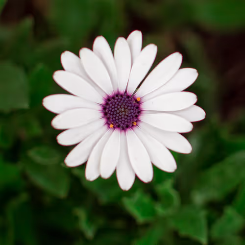nature beauty Flowers