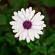 nature beauty Flowers